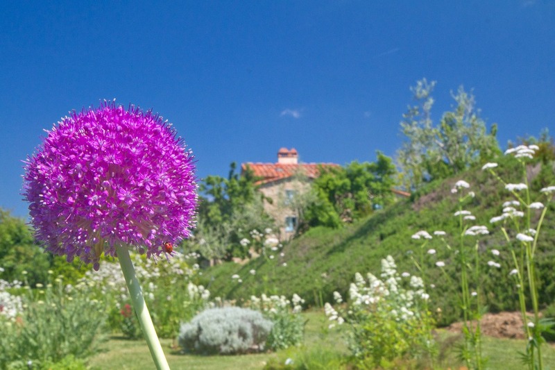 Allium, flower