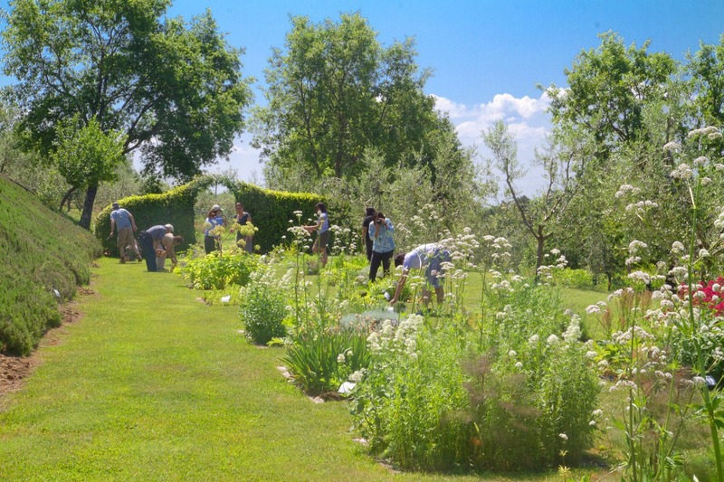 The Herb Garden