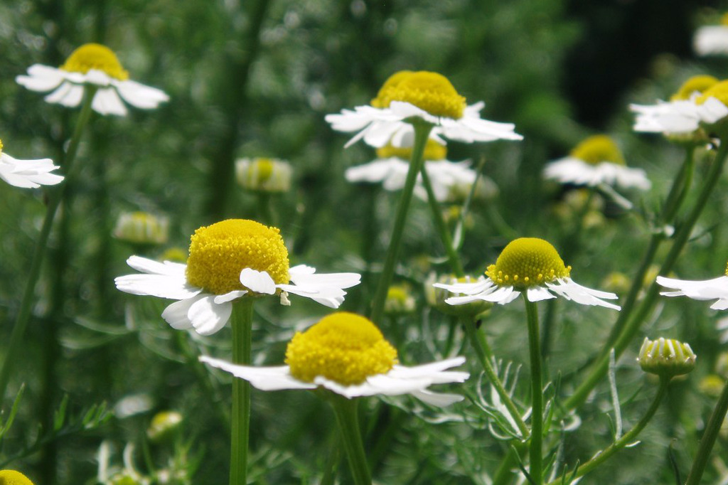 Chamomile