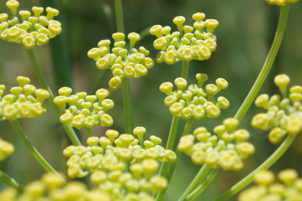 Fennel