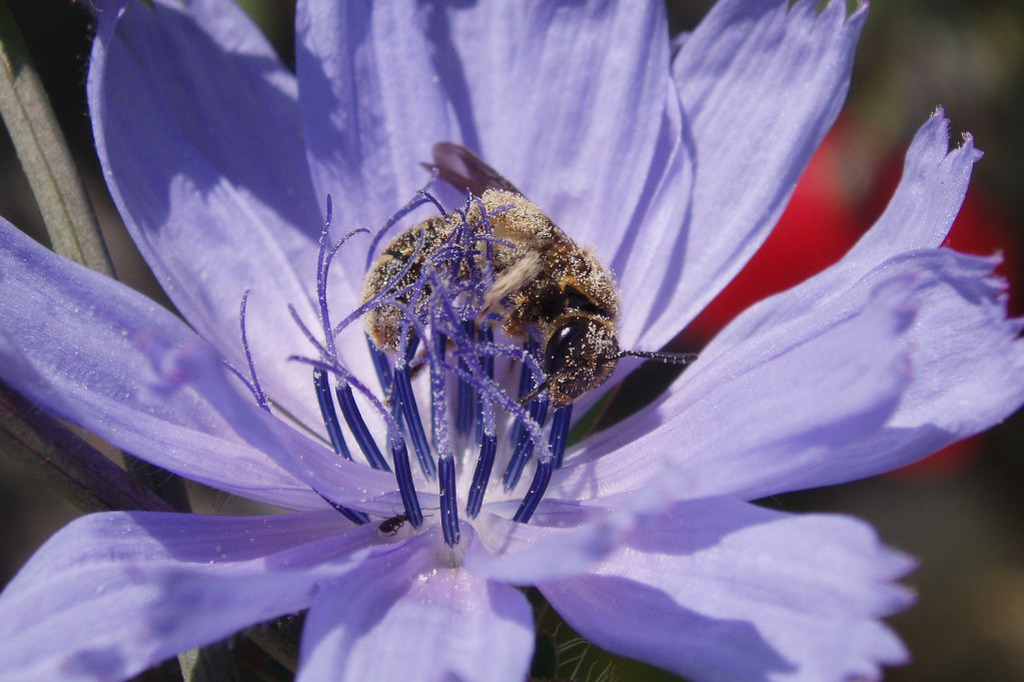 Chicory