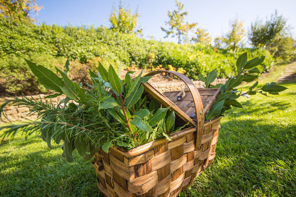 Herbs in the Garden