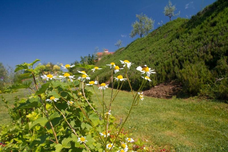 View of the Herb Garden