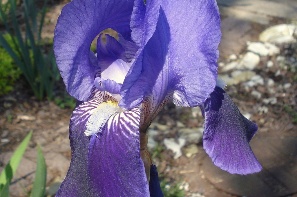 n. 53 Iris Germanica