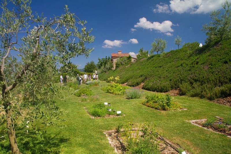 The Herb Garden