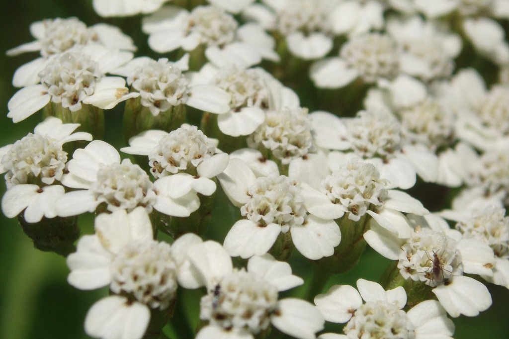 Yarrow