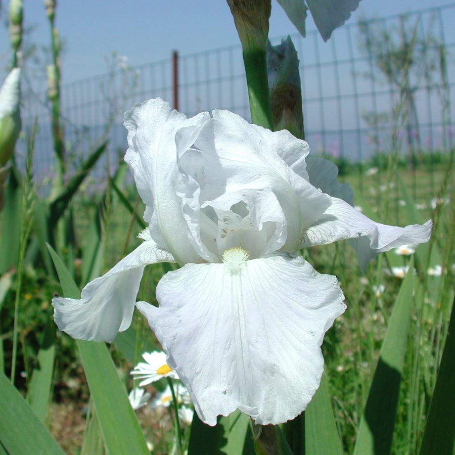Selected Iris