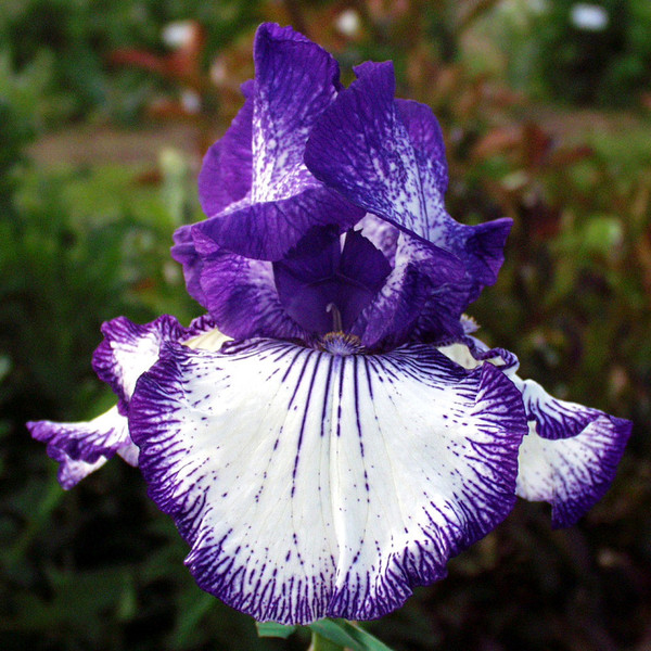 Iris with International Reward