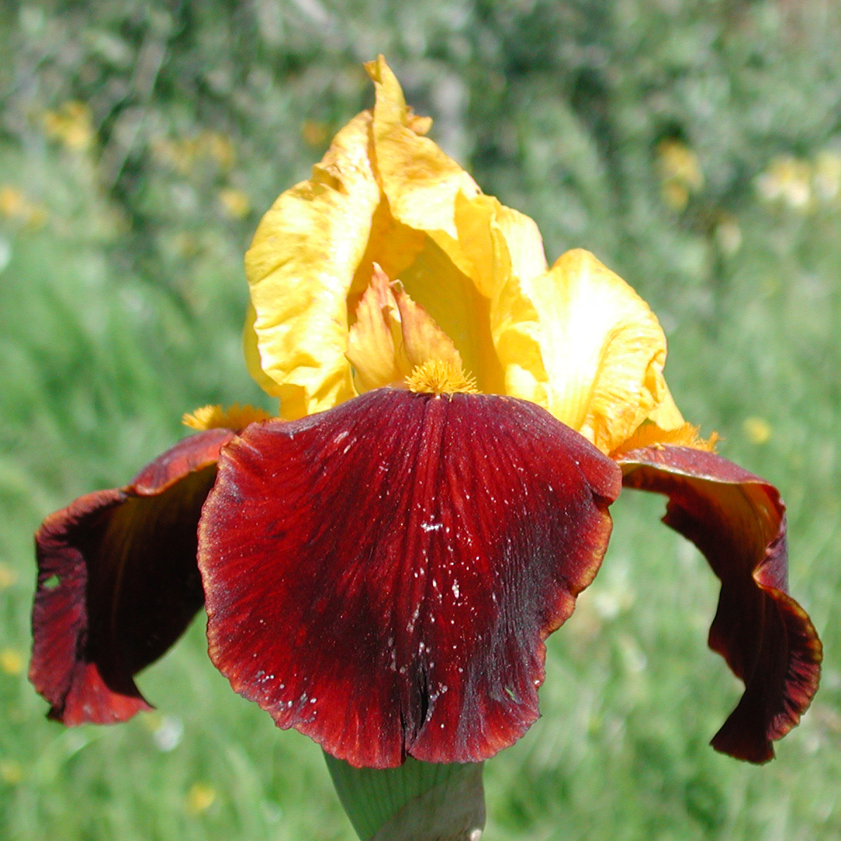 Iris with warm tones