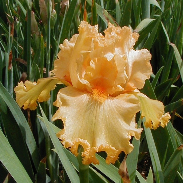 Iris with International Reward