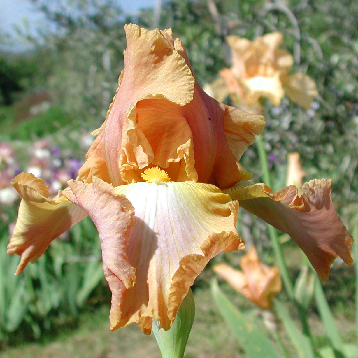 Iris with Fresh Tones