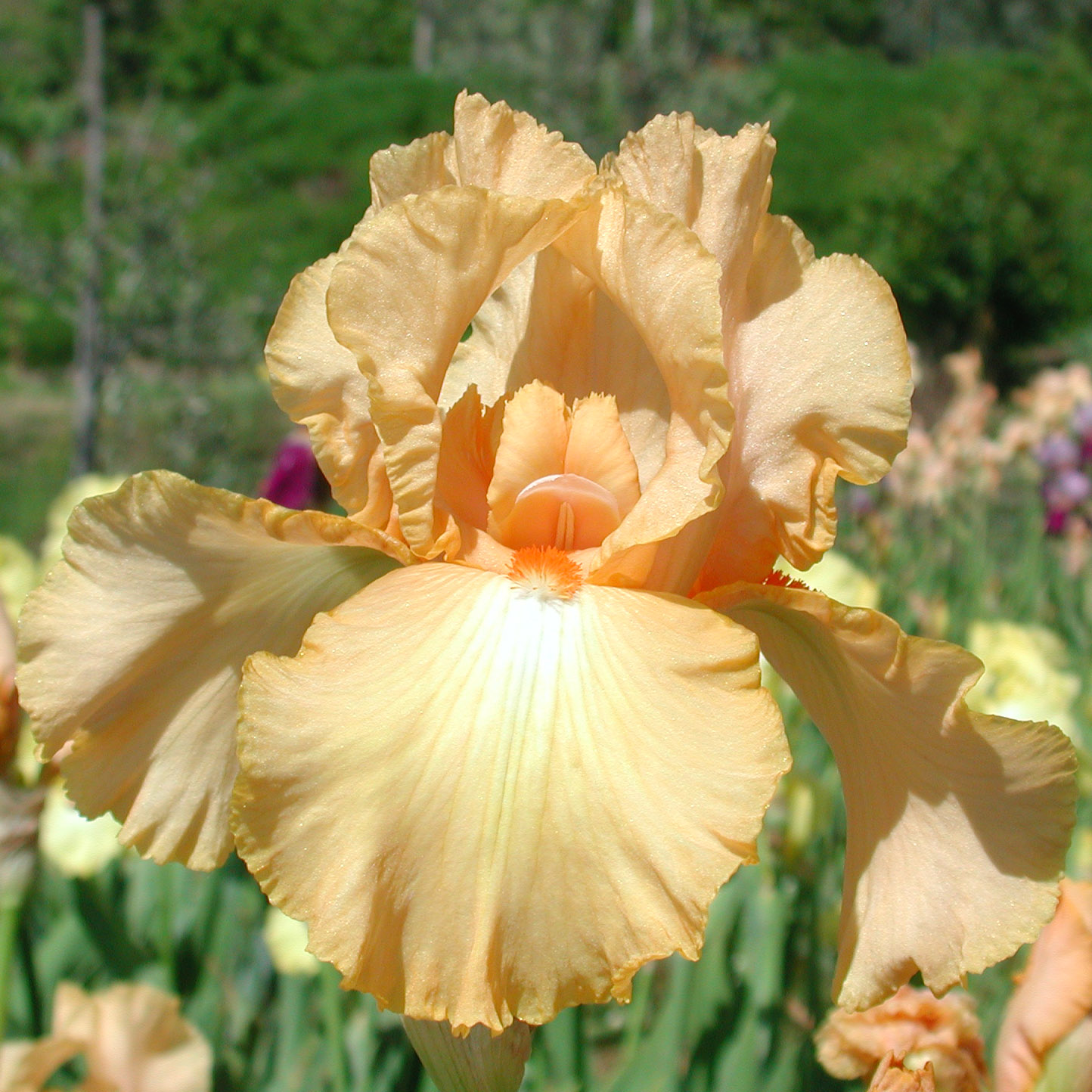 Iris with Fresh Tones