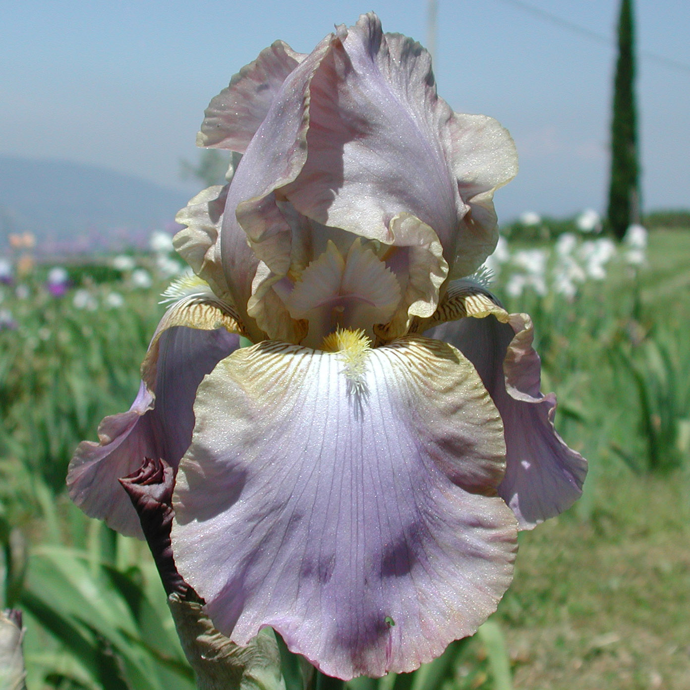 Selected Iris