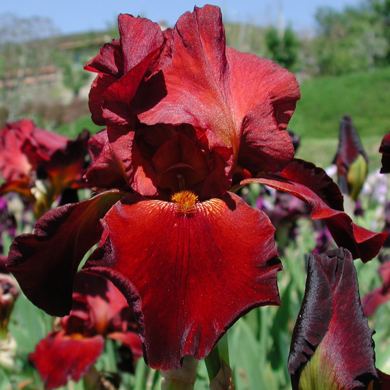 Iris with warm tones