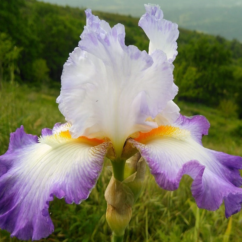 Iris with International Reward