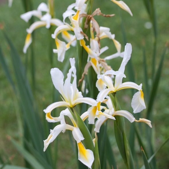 Iris Botanical Species
