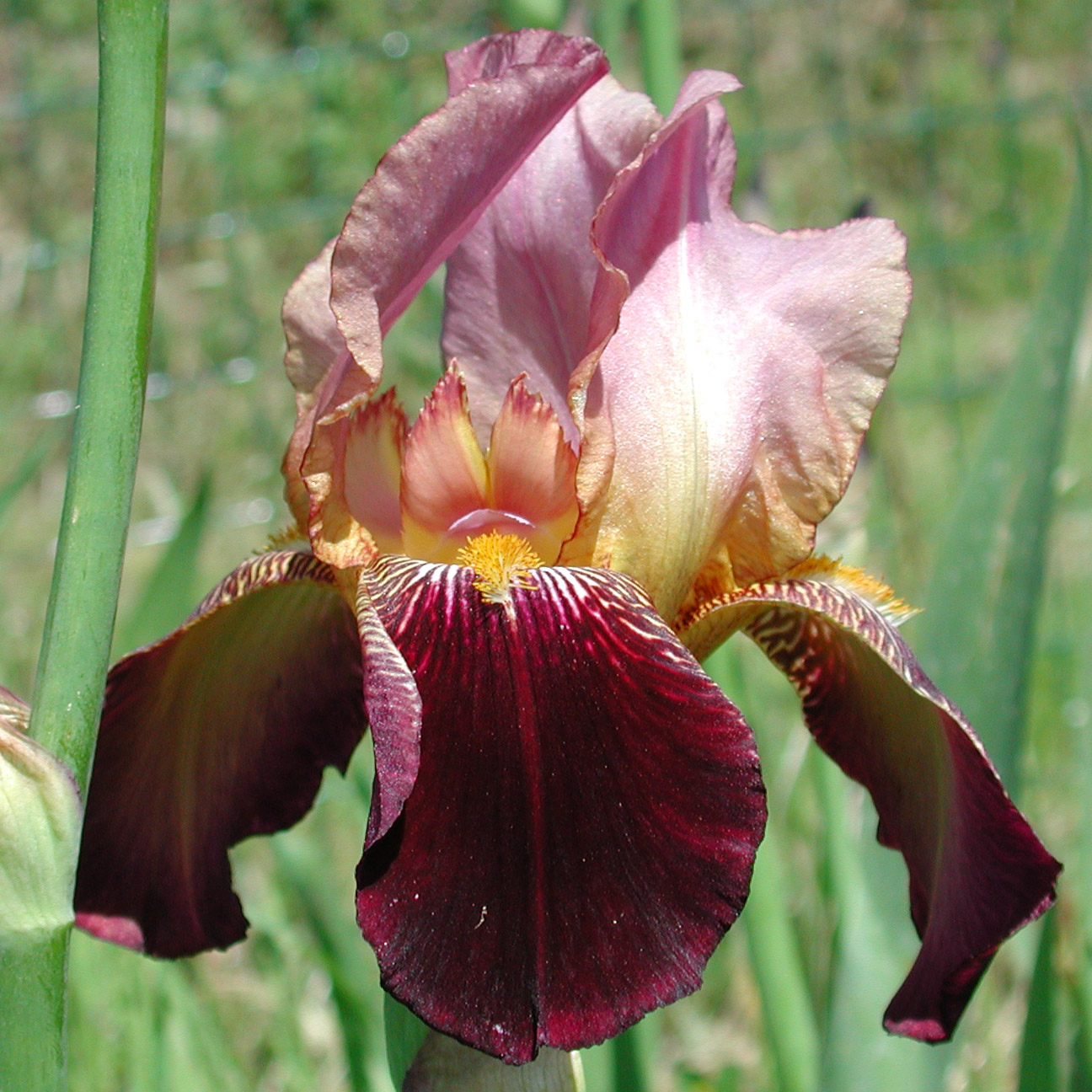 Iris with warm tones