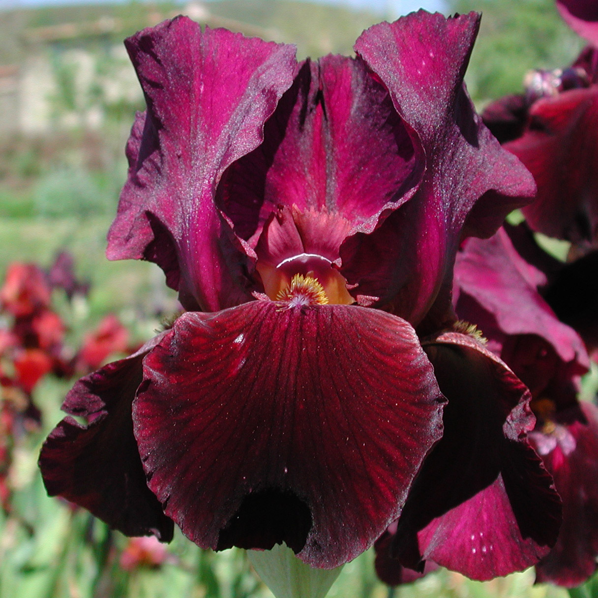 Iris with warm tones