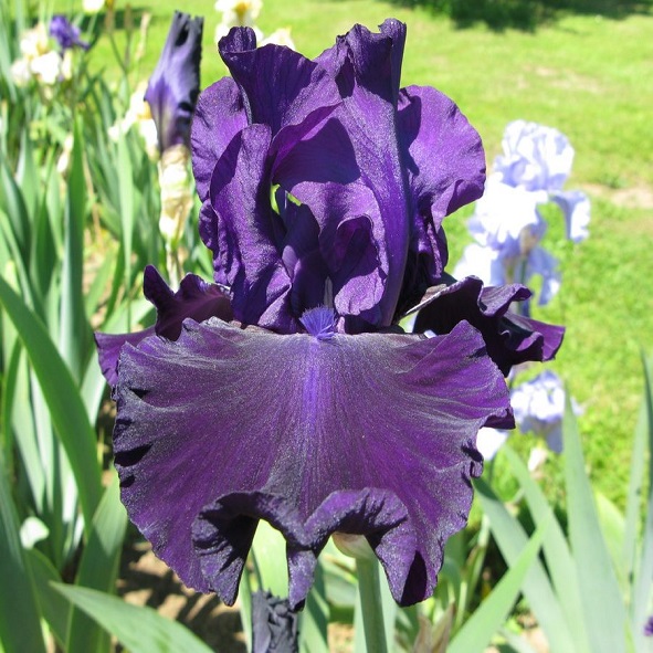 Iris with International Reward