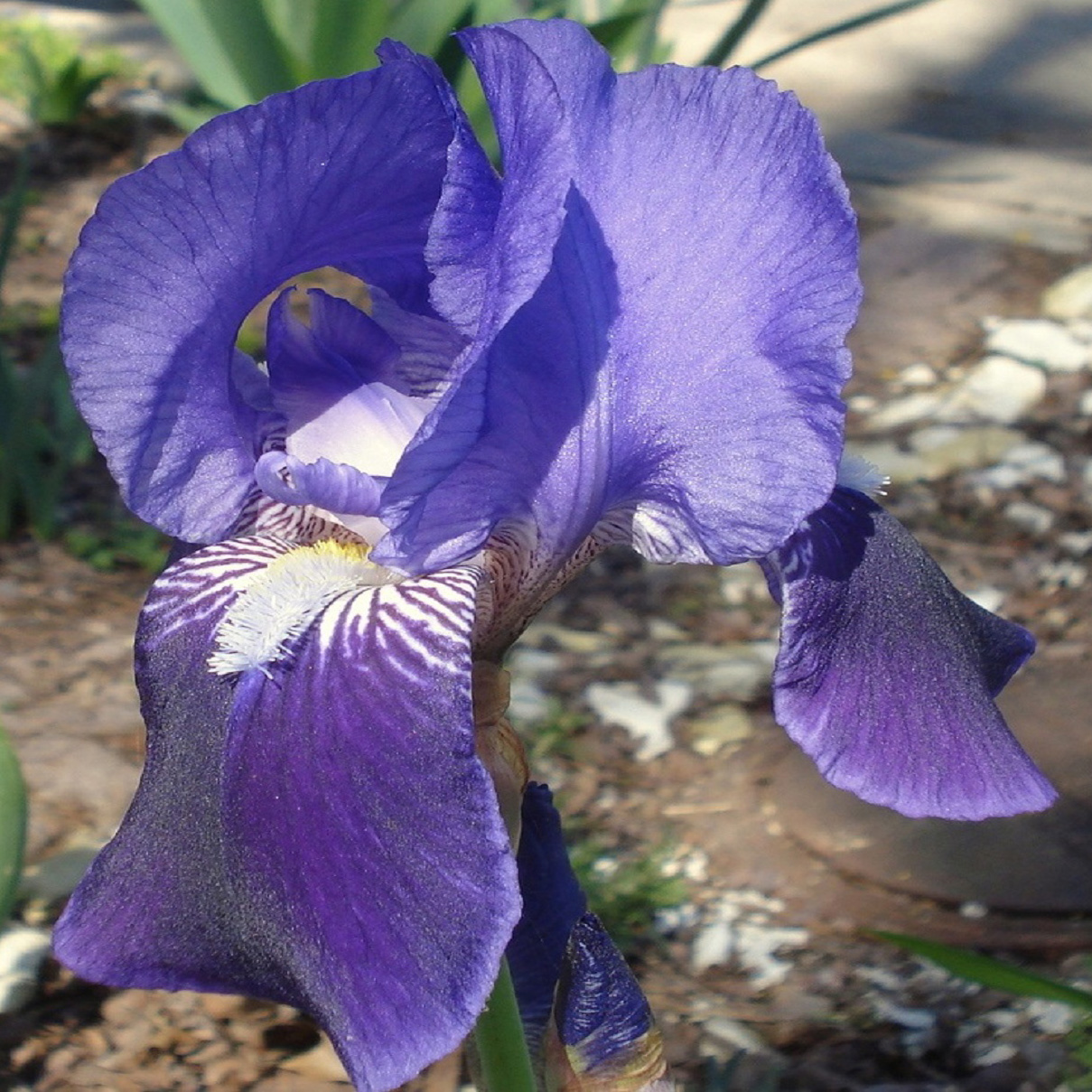 Iris Botanical Species