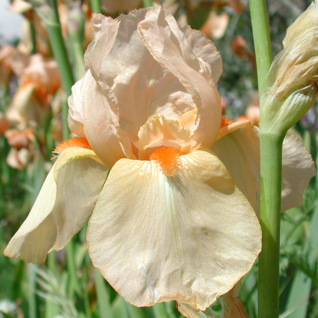 Iris with Fresh Tones