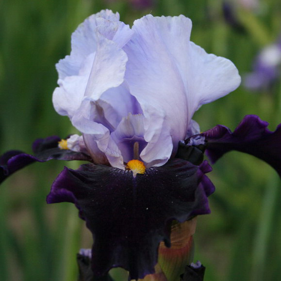 Iris with International Reward