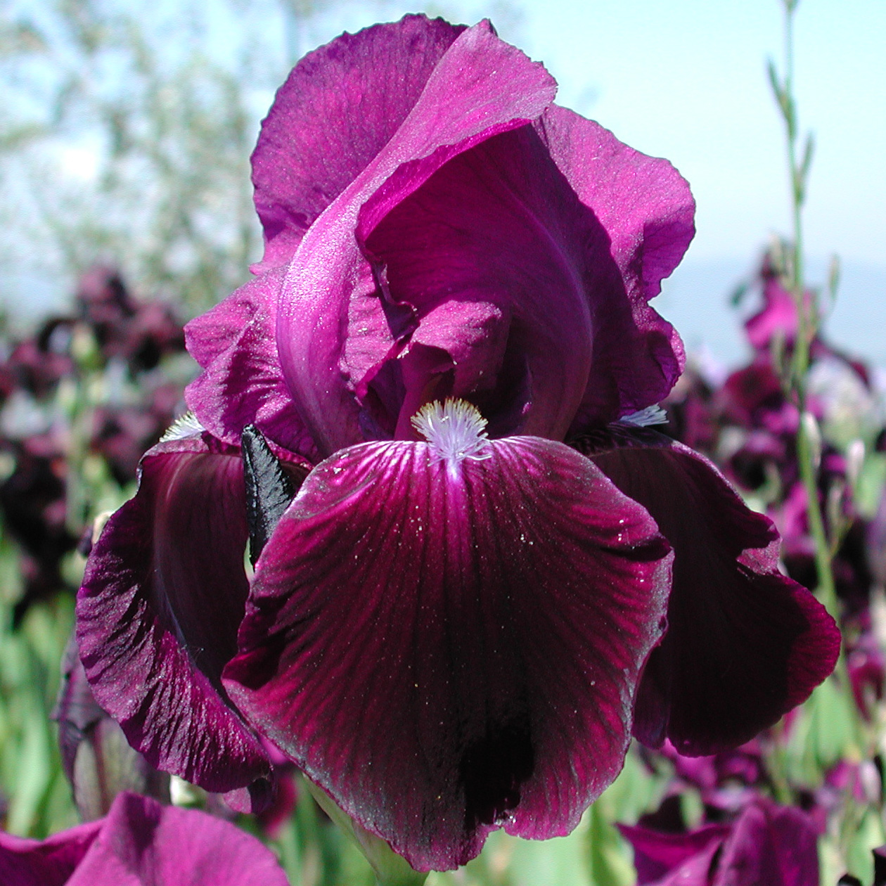 Iris with warm tones