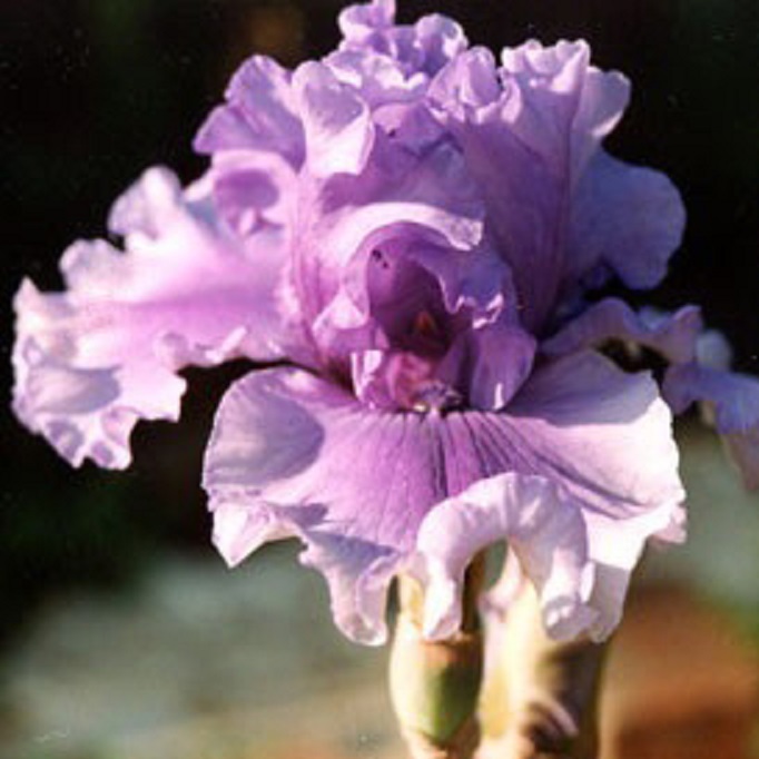 Iris with International Reward