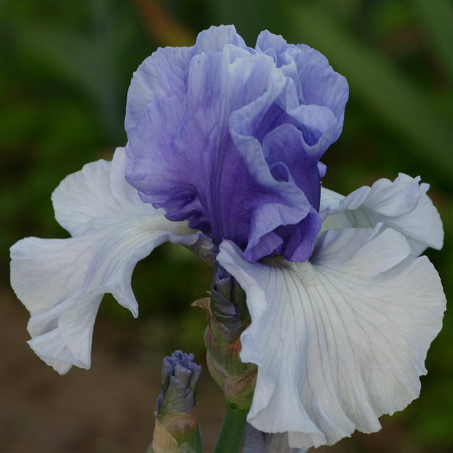 Iris with International Reward