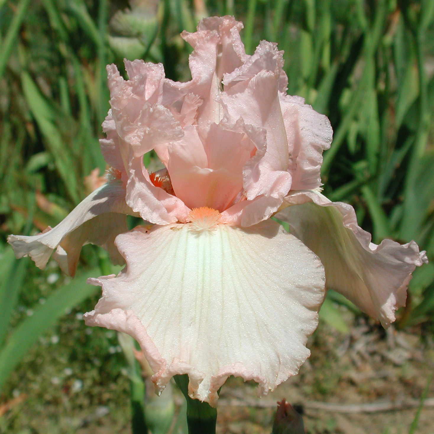 Iris with Fresh Tones