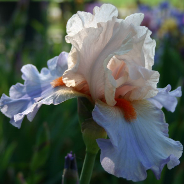 Iris with International Reward