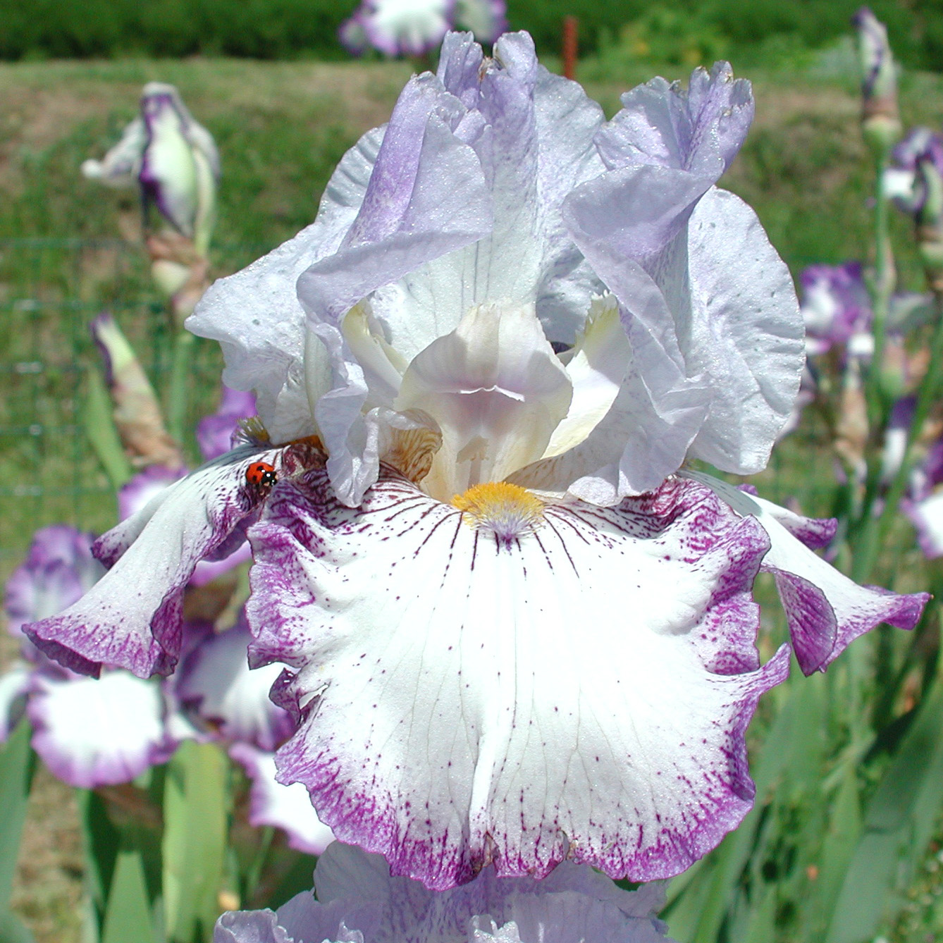 Iris with Fresh Tones