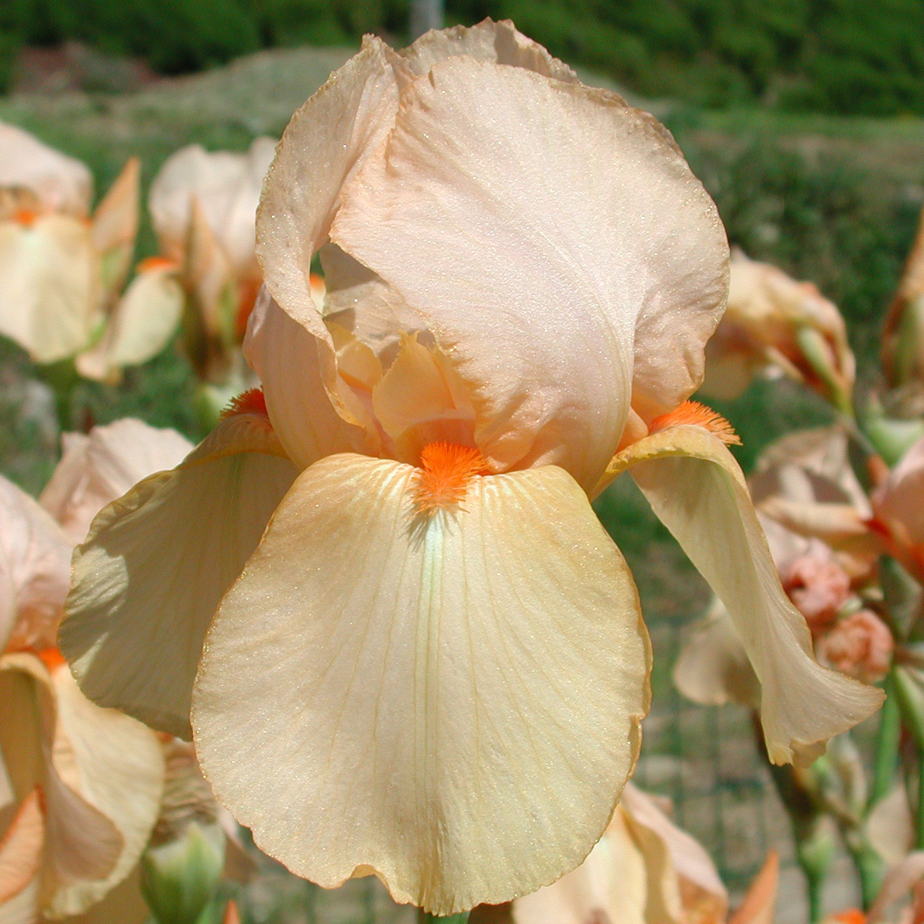 Iris with Fresh Tones