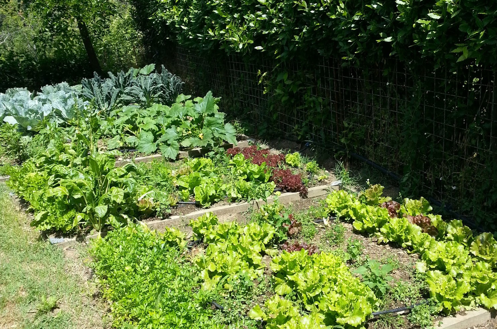 The Organic Garden